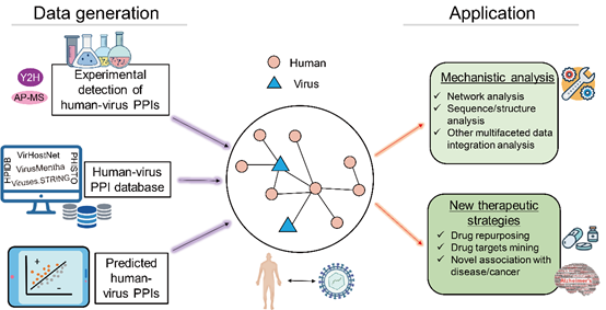 中國農(nóng)業(yè)大學(xué)生物學(xué)院 綜合新聞 Briefings in Bioinformatics|張子丁課題組對人-病毒蛋白互作計(jì)算研究的現(xiàn)狀和未來發(fā)展前景綜述